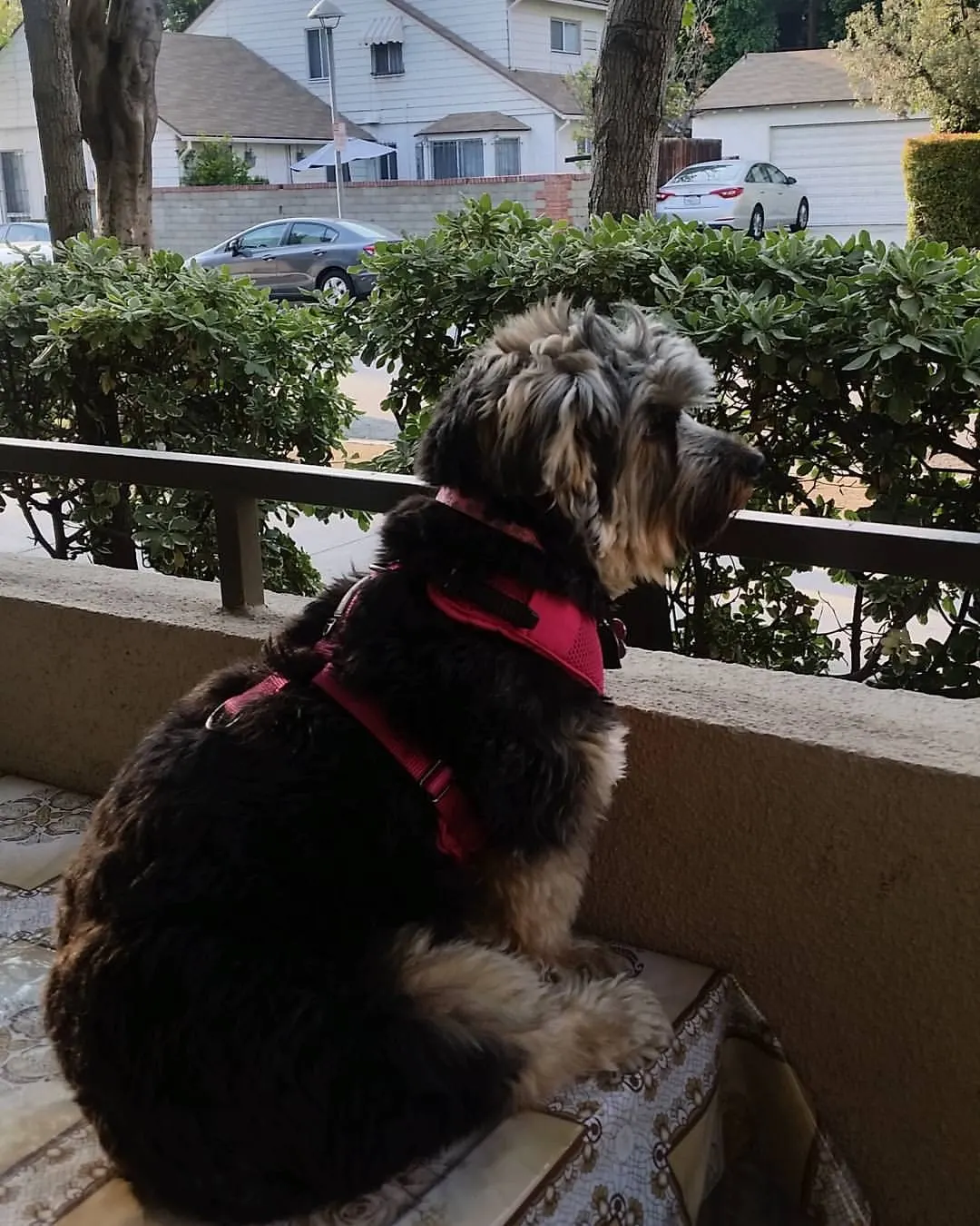 Pearl in a red harness sitting on a porch ledge, looking out over a hedge toward houses across the street.