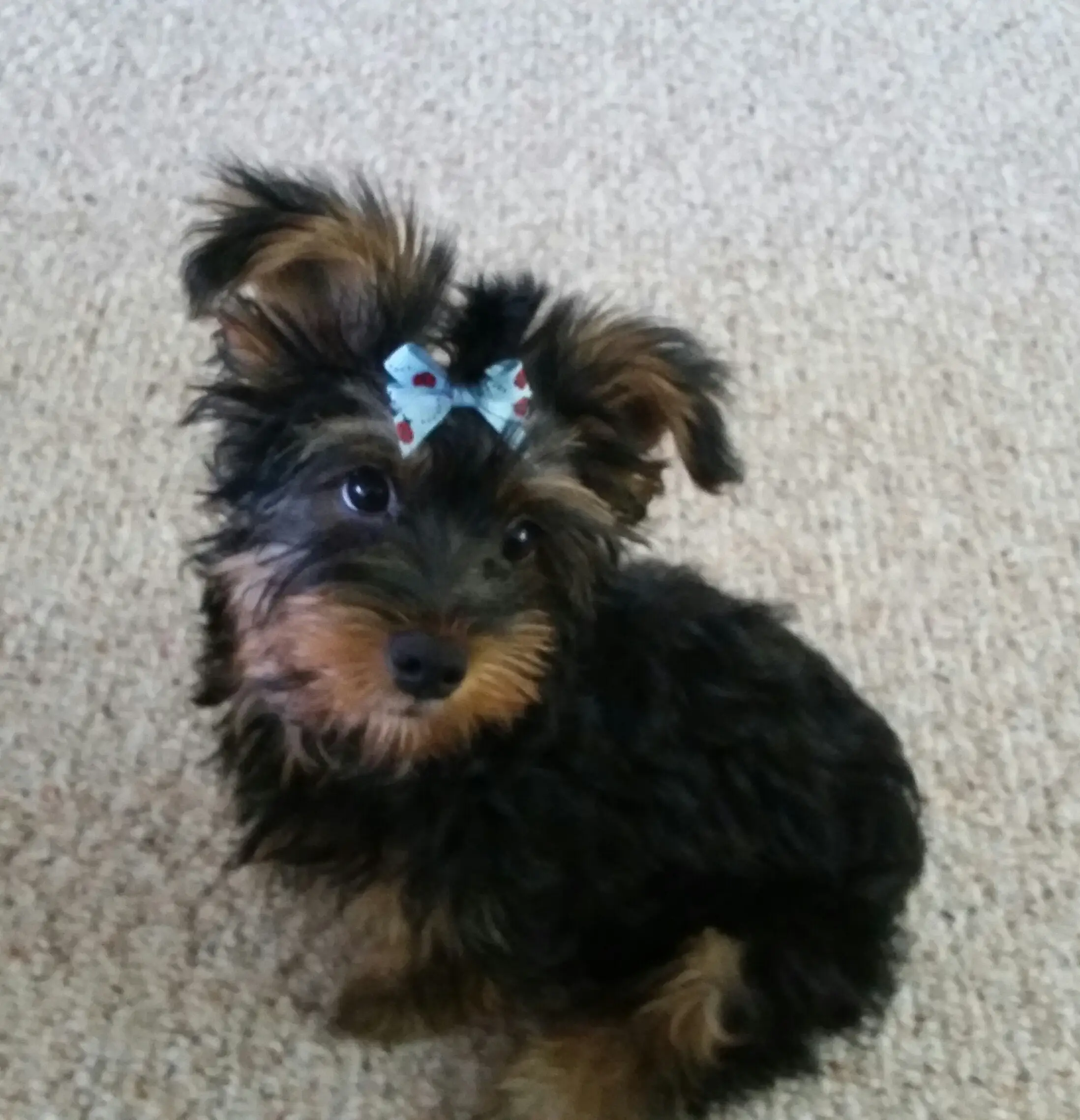 Pearl as a puppy, a small black and tan Yorkshire terrier with a light blue bow on her head, sitting on a gray carpet.