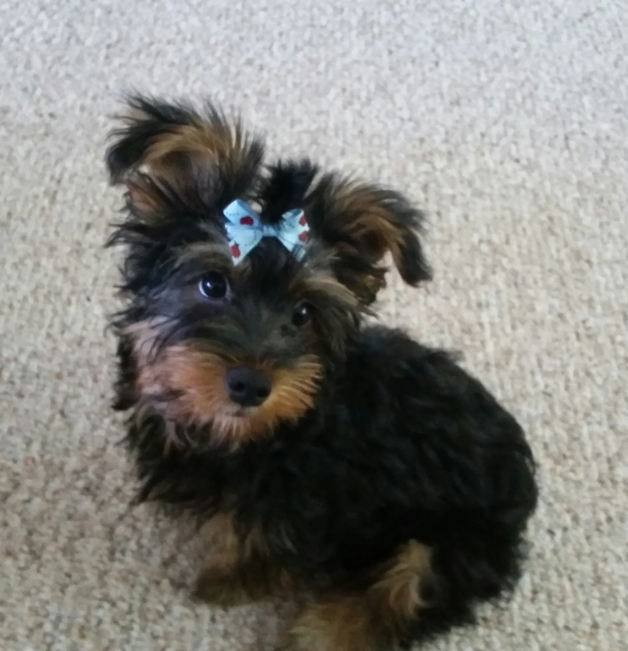 Pearl as a puppy, a small black and tan Yorkshire terrier with a light blue bow on her head, sitting on a gray carpet.