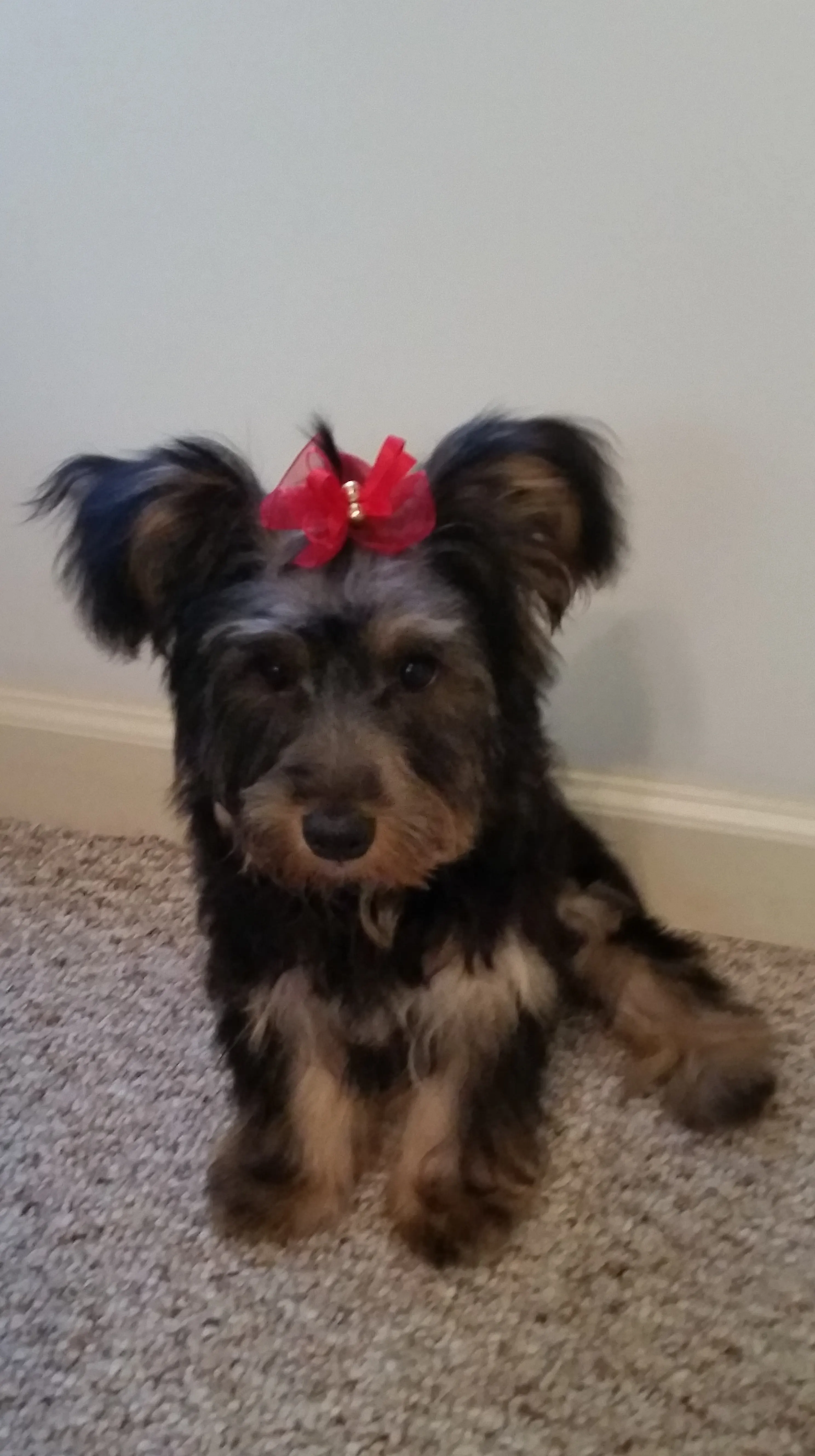 Pearl as a puppy with a red bow on her head, sitting on a beige carpet against a pale gray wall.