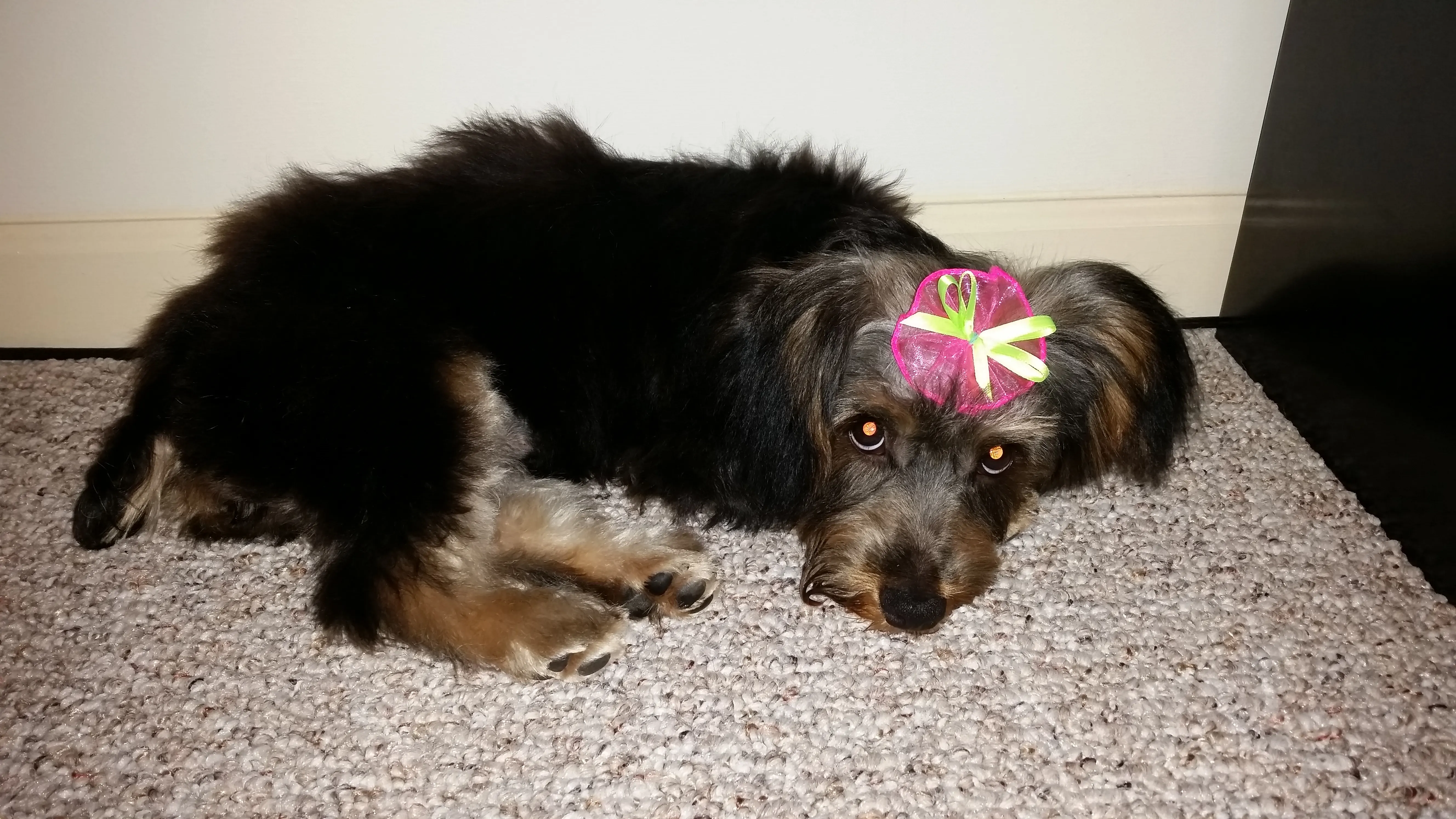 Pearl lying on a gray carpet with a pink bow on her head, her chin resting on her paws.