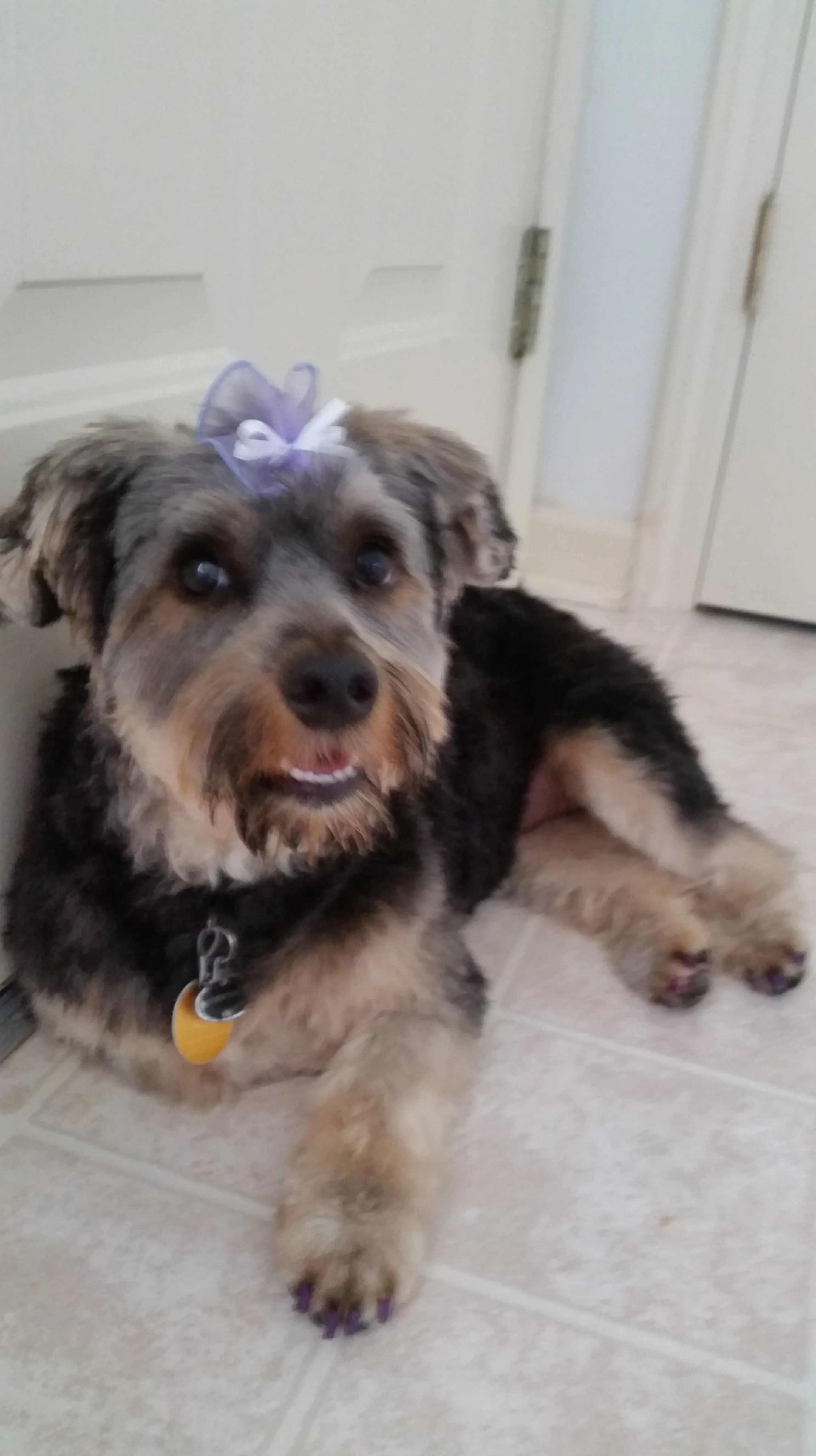 Pearl lying on a cream tiled floor with a lilac bow on her head, wearing a collar with a round tag.