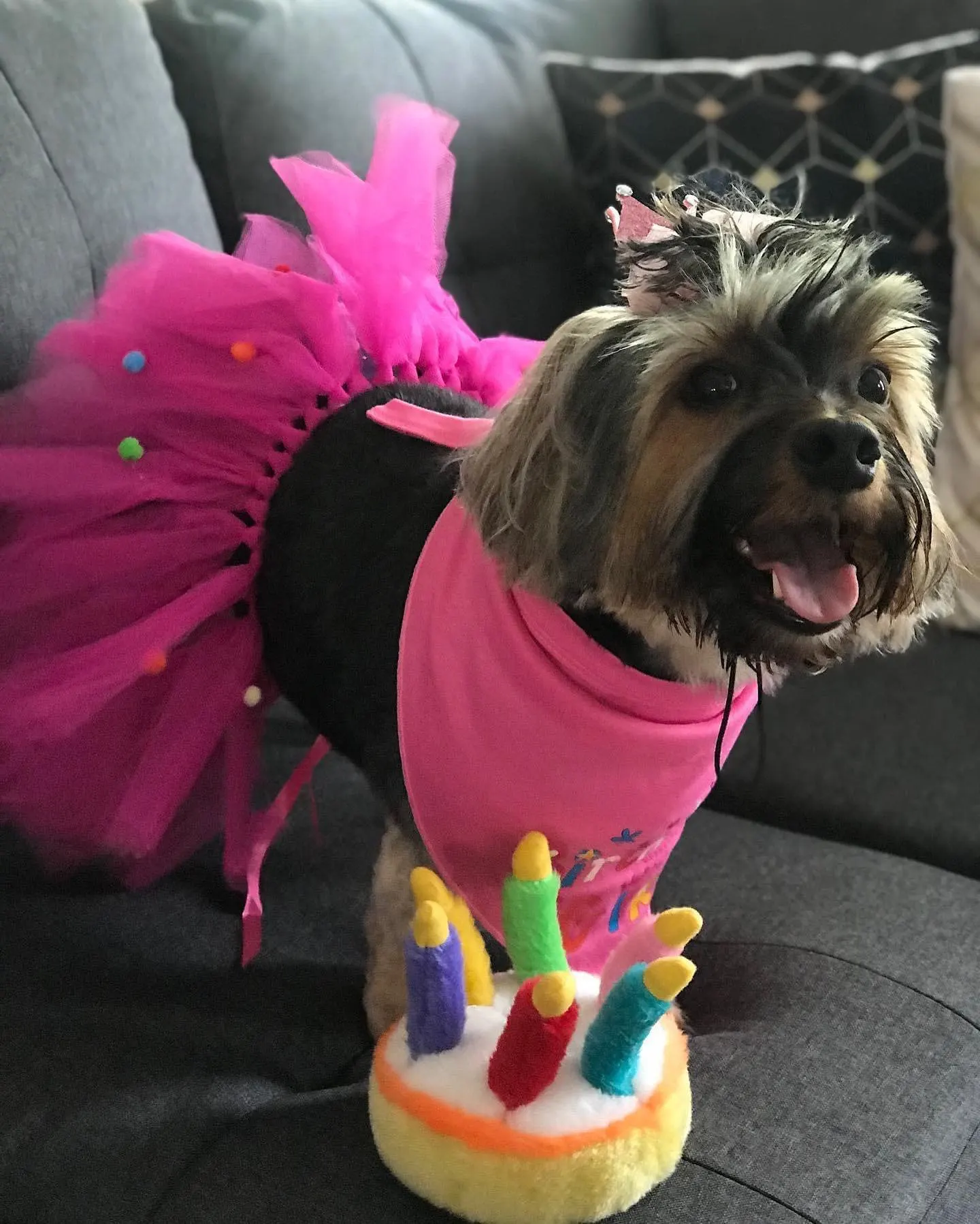 Pearl in a pink tutu with a pink bandana, sitting on a gray sofa beside a plush birthday cake toy topped with felt candles.