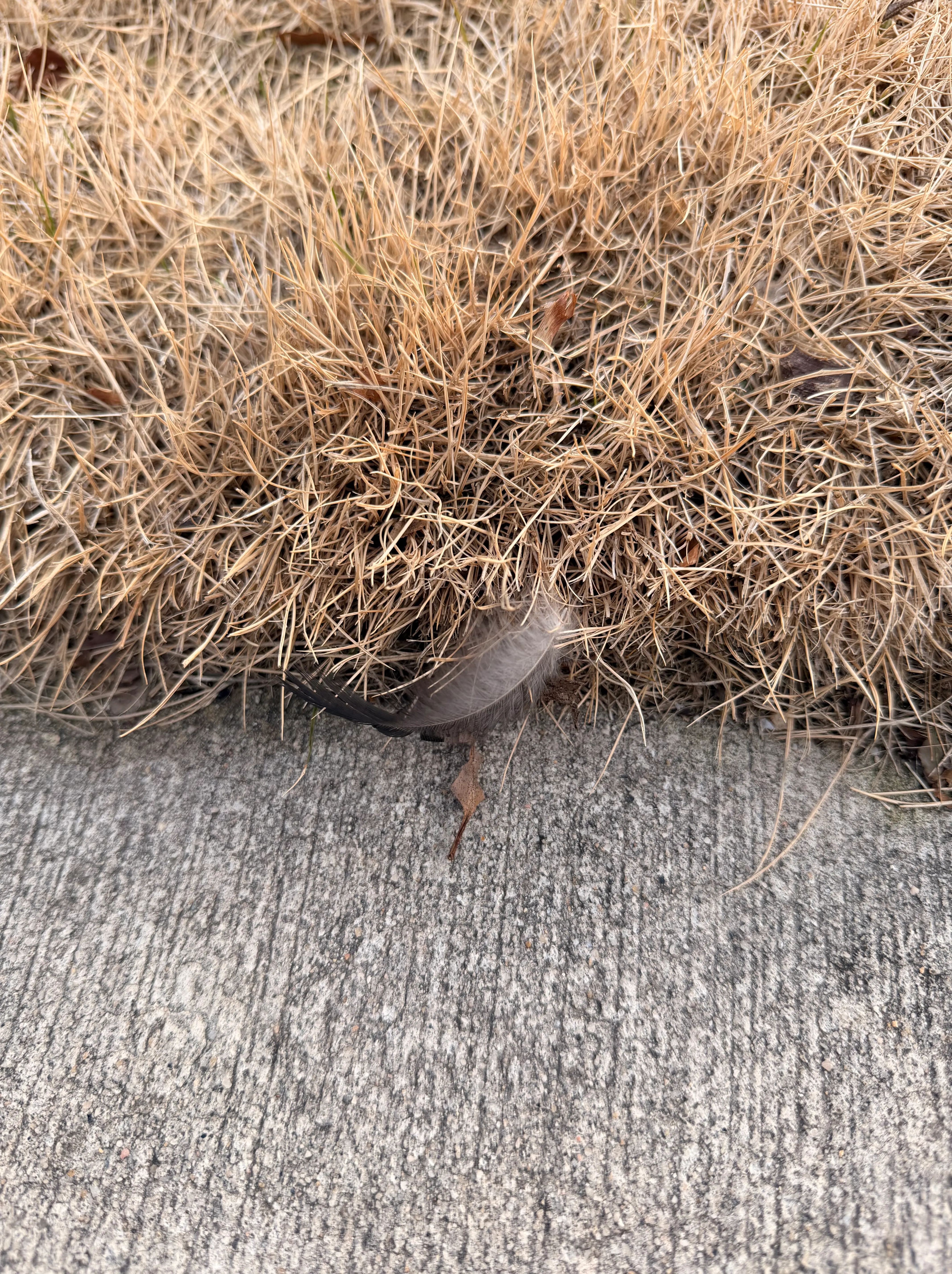 A small gray-white feather lying on pavement at the edge of dry, tangled grass.