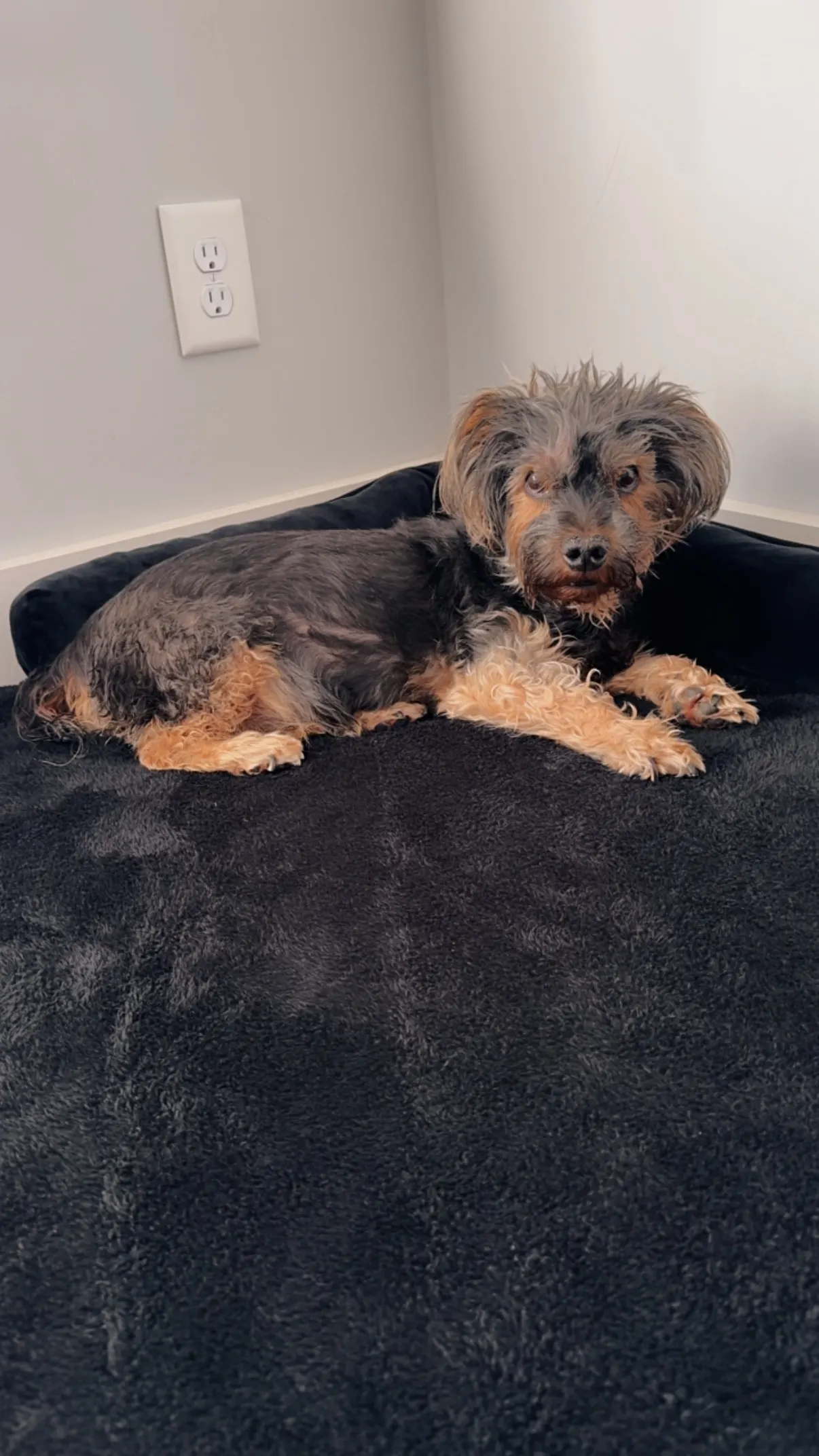 Pearl lying on a dark plush dog bed in the corner of a pale gray room, looking toward the camera.