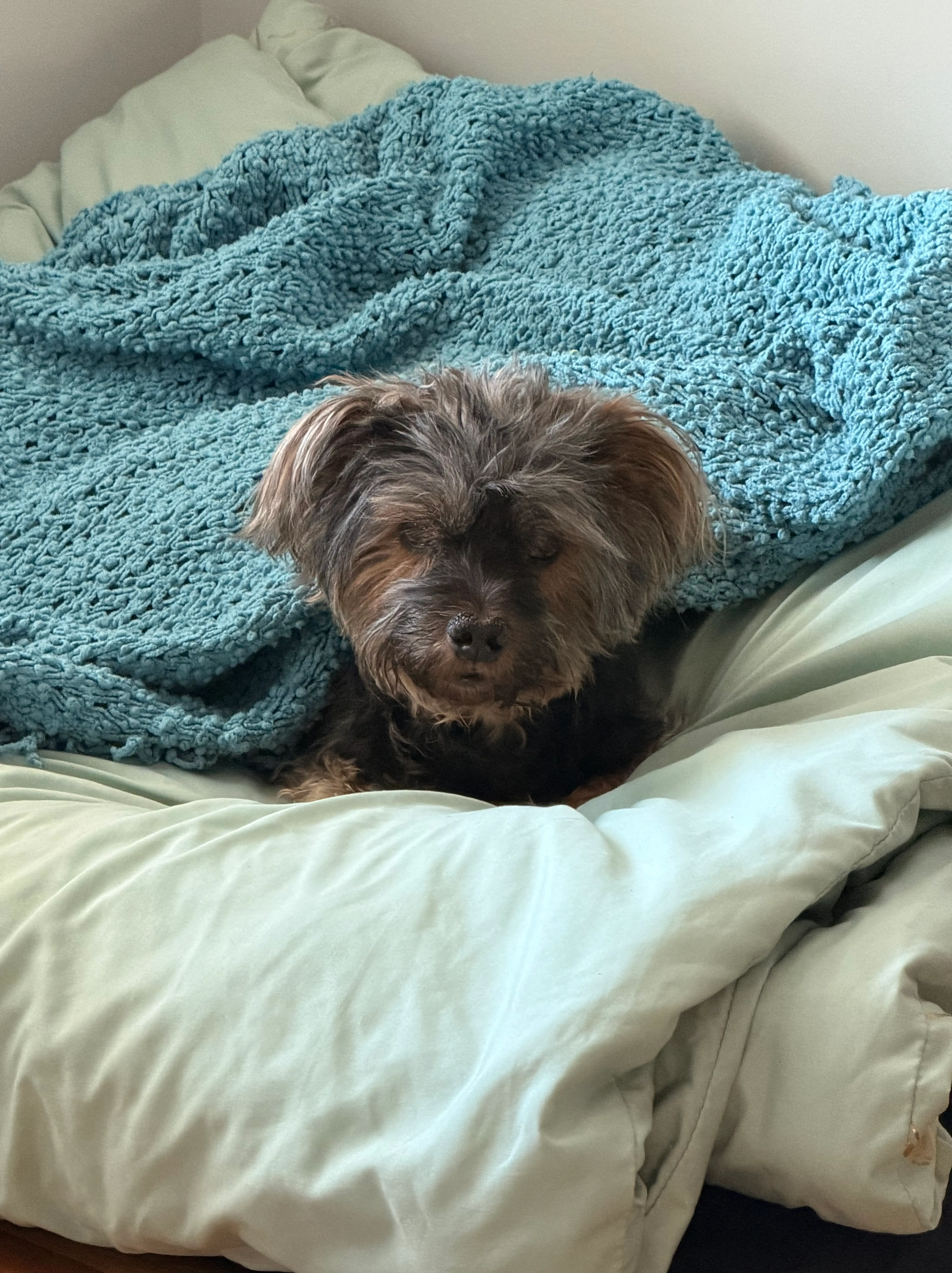 Pearl, a small Yorkshire terrier with a gray and tan coat, lying on a bed under a folded teal knit blanket, looking toward the camera.