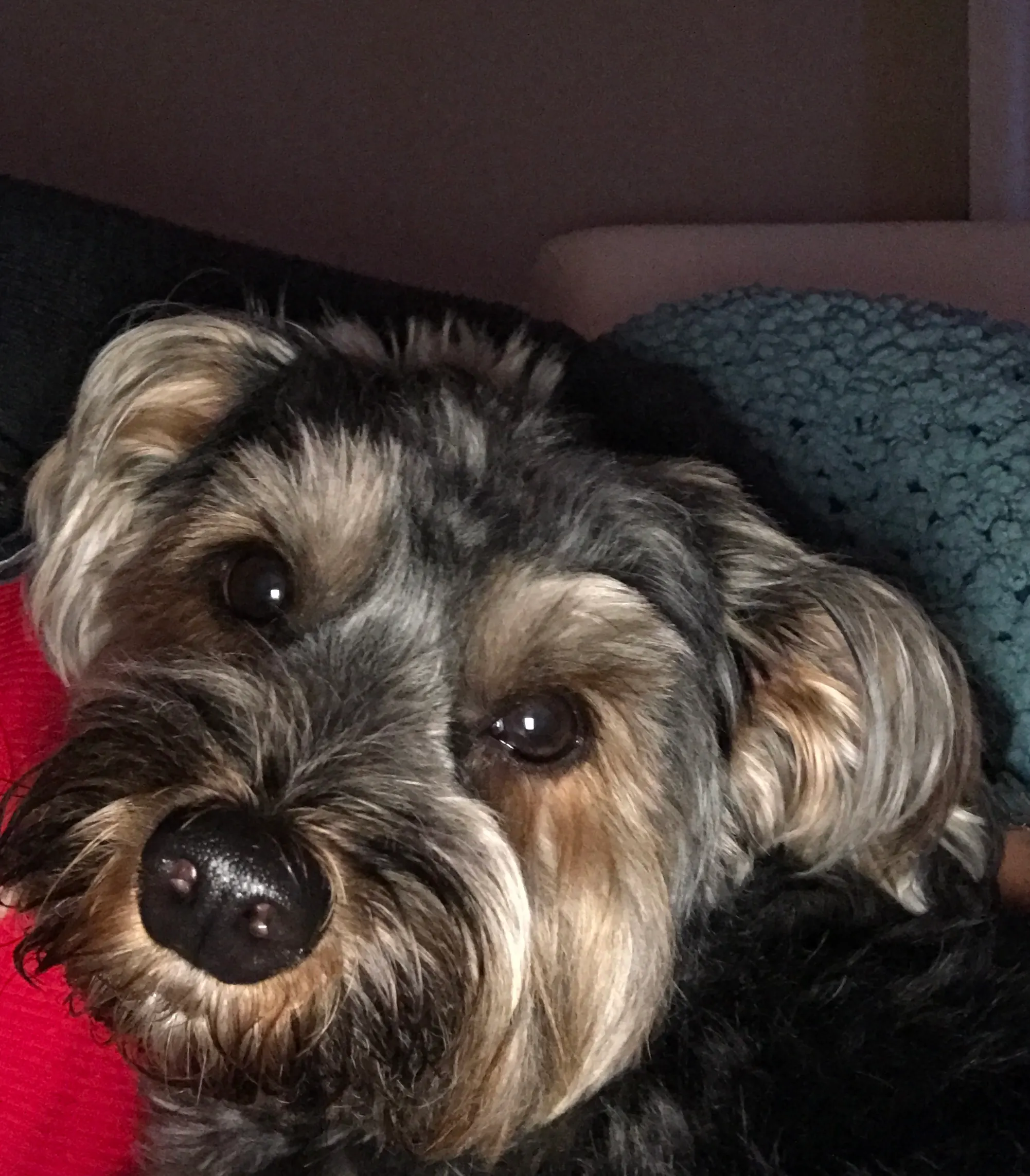 A close-up of Pearl’s face, her nose near the camera, resting on a dark teal cushion.