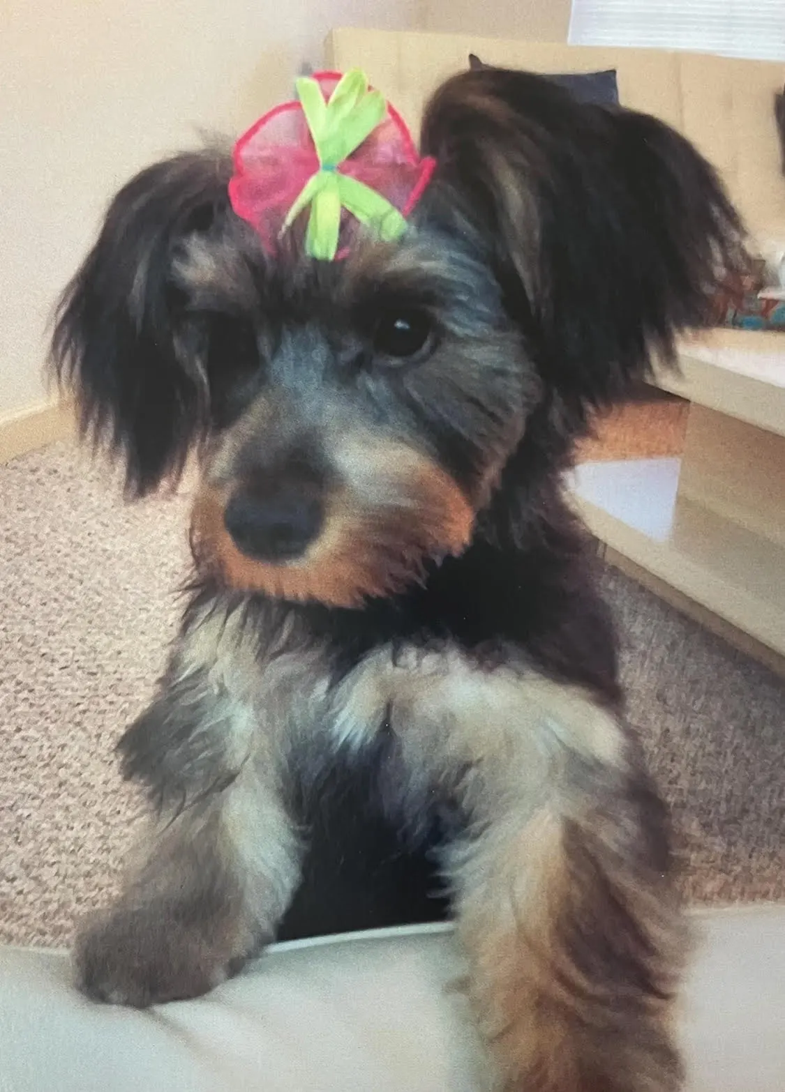Pearl as a young dog with a pink bow in her hair, looking straight at the camera from a cushion.